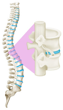 Close up spine bone
