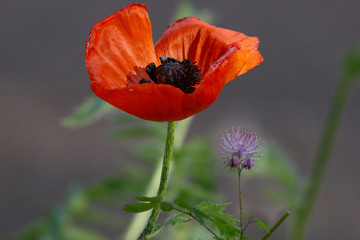 Fototapeta premium Red poppy