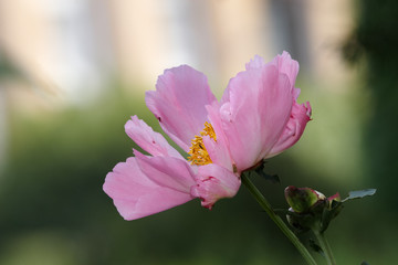 Pink variety peony