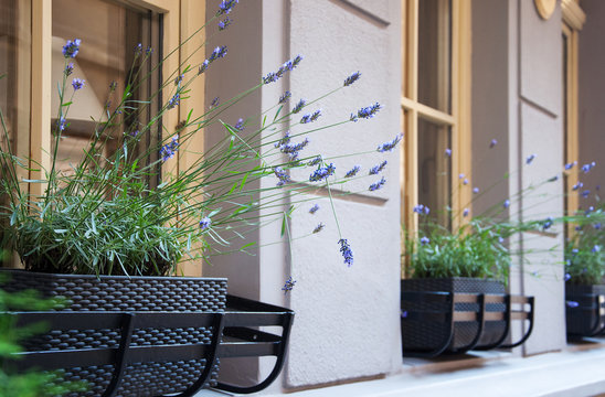 Fototapeta lavender flowers on the windows