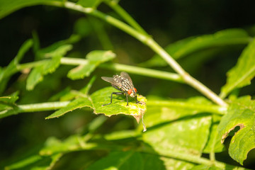 Flies