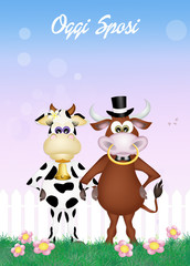 cow and bull married