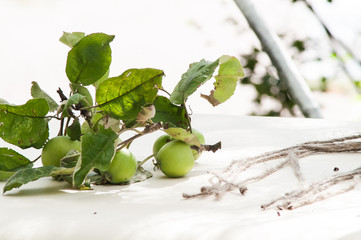 natural apple branch eco table