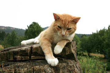 Ginger cat lying on the stump in the country home garden.