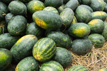 the image of green watermelon on straw in farm