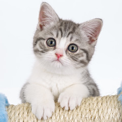 Obraz premium Grey kitten on white background looking right. Portrait of the S