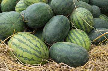 the image of green watermelon on straw in farm