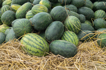 the image of green watermelon on straw in farm