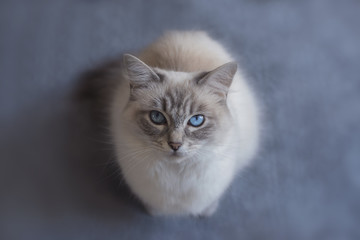 Blue Tabby Ragdoll Cat