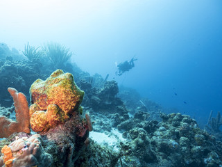 Unterwasser - Riff - Schwamm - Taucher - Tauchen - Curacao - Karibik 