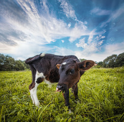 calf grazing on the meadow