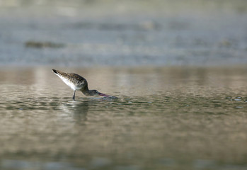 Bar-tailed godwit drinking water