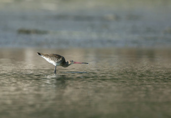 Bar-tailed godwit drinking water