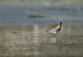 Bar-tailed godwit turning its head