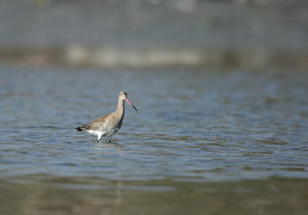 Bar-tailed godwit wading in water