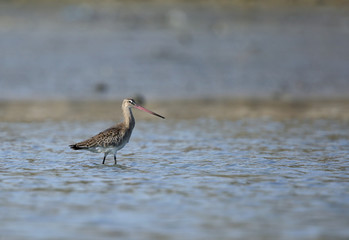 Bar-tailed godwit in Aker water, Bahrain