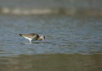 Bar-tailed godwit feeding