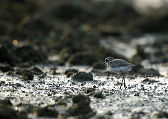 The lesser sand plover searching food