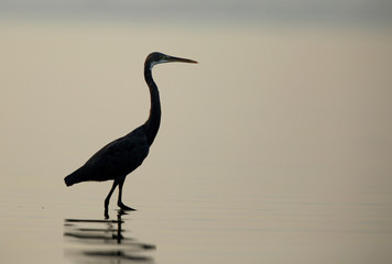 The western reef heron silhouette