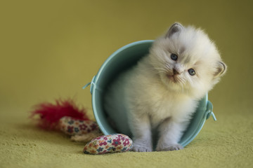 Ragdoll Kitten