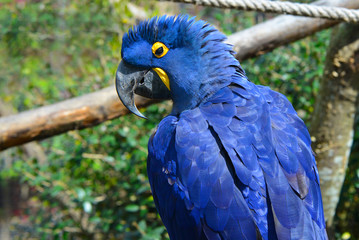 Ara bleu ou Ara hyacinthe du Brésil