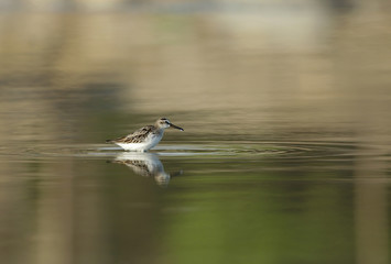 The common greenshank 