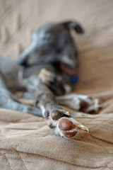 Whippet Paw