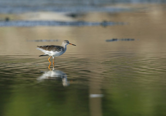 Redshank and reflection on water