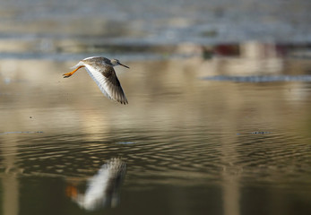 Redshank flying