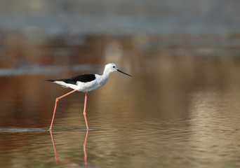 The black-winged stilt 