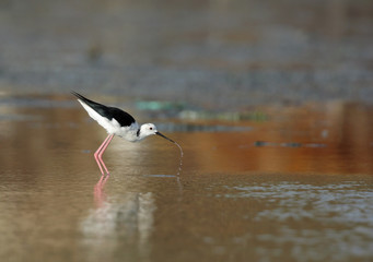 The black-winged stilt drinking water