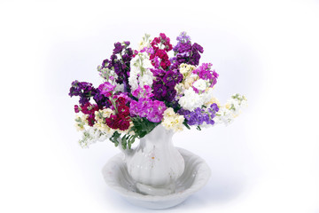 beautiful bouquet of mixed Matthiola's in vase isolated on white background