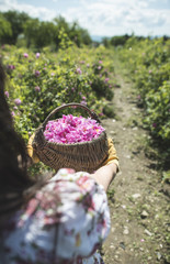 Woman picking color of oilseed roses