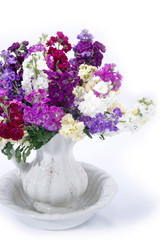 beautiful bouquet of mixed Matthiola's in vase isolated on white background
