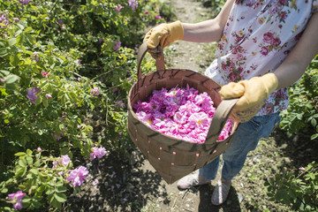 Woman picking color of oilseed roses - 115212483