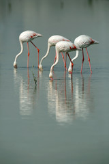 Greater Flamingos