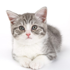 Obraz premium Gray kitten lies on a white background and looking straight ahea
