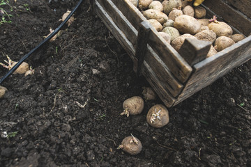 Seeding potatoes