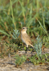 Isabelline Wheatear 