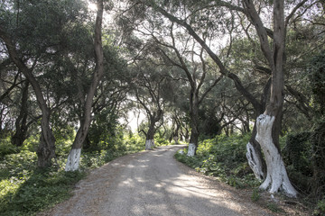 Fototapeta premium Old olive trees and road