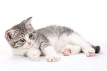 Gray kitten lies on a white background and looking to the side.