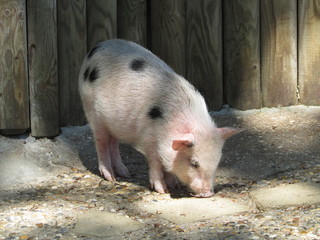 Maialino