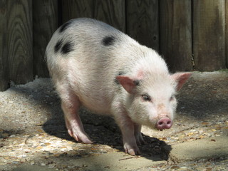 Maialino