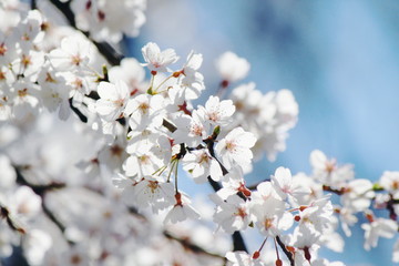 満開の枝垂桜