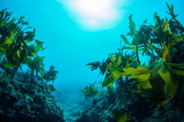 Foto op Plexiglas Groen zeewier danst in de zee © divedog