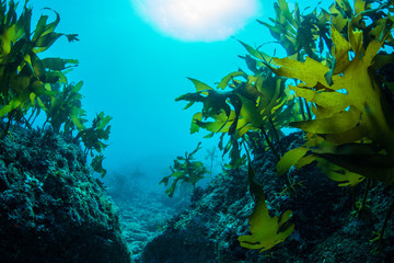 Green Seaweed dancing in the sea - obrazy, fototapety, plakaty