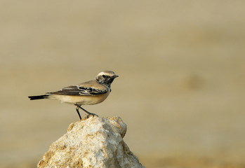 Desert wheatear on the rock