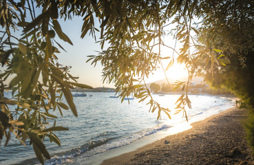 Olive trees, sea and sunset - 115213638