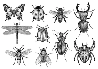 Fotobehang engraved, drawn,  illustration, insects © jenesesimre