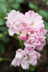 Naklejka na ściany i meble Beautiful pink roses close-up